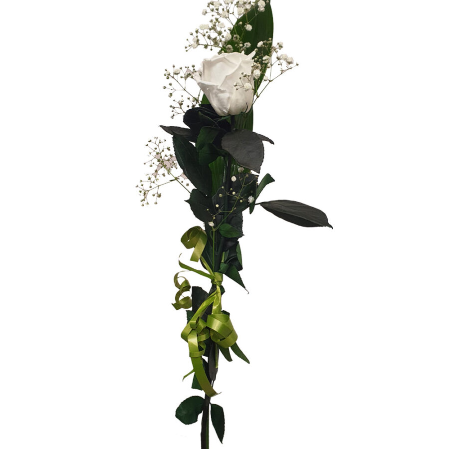 rosa blanca liofilizada