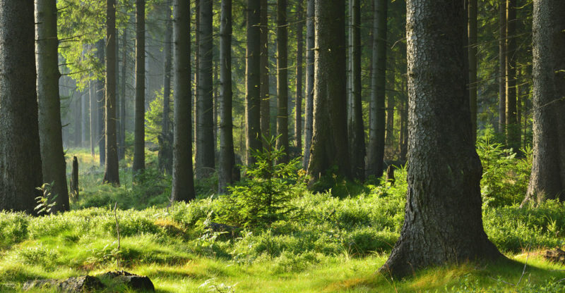 Esparcir las cenizas de un difunto en el bosque o en el mar: cómo evitar multas de 60.000 euros 1 bosque